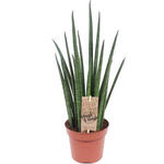 Sansevieria bacularis 'Mikado' - 