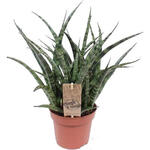 Sansevieria 'Fernwood Punk' - 