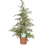 Ficus benjamina 'Twilight' - 