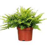 Nephrolepis exaltata - 