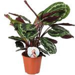 Calathea 'Medaillon' - 