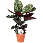 Calathea ornata - 