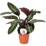 Calathea warscewiczii - 