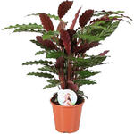 Calathea rufibarba - 