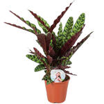 Calathea lancifolia - 