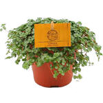 Pilea glaucophylla - 