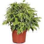 Ficus benjamina 'Green Kinky' - 