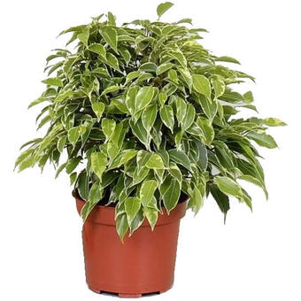 Ficus benjamina 'Green Kinky'