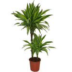 Dracaena fragrans 'Lemon Lime' - 