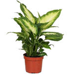 Dieffenbachia 'Camille' - 