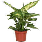 Dieffenbachia 'Compacta' - 