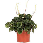 Peperomia caperata 'Lilian' - 