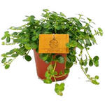 Pilea depressa 'Sao Paulo' - 