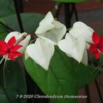 Clerodendrum thomsoniae - 