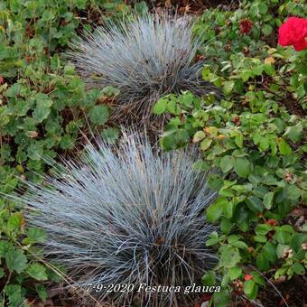 Festuca glauca