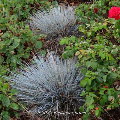 Festuca glauca - Blau-Schwingel - Festuca glauca