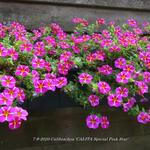 Calibrachoa 'CALITA Special Pink Star' - 