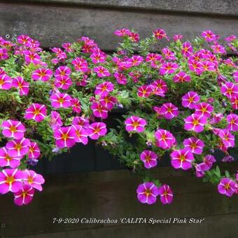 Calibrachoa 'CALITA Special Pink Star'