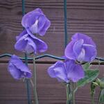 Lathyrus odoratus Pastel Colours Mix - 