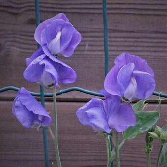 Lathyrus odoratus Pastel Colours Mix