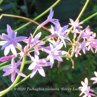 Tulbaghia violacea 'Silver Lace'