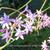 Tulbaghia violacea 'Silver Lace'