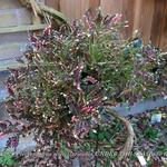 Plectranthus scutellarioides UNDER THE SEA 'Bone fish' - 