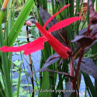 Lobelia cardinalis