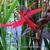 Lobelia cardinalis