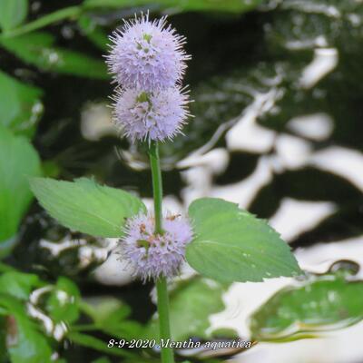 Wasserminze - Mentha aquatica