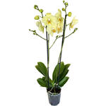 Phalaenopsis 'Alassio' - 