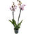 Phalaenopsis 'Spotted World'