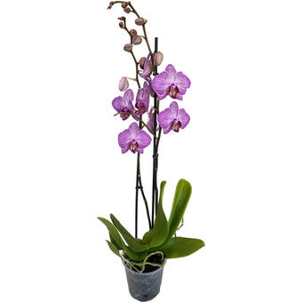 Phalaenopsis 'Paso Robles'