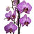 Phalaenopsis 'Paso Robles'