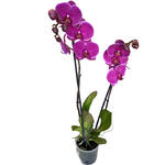 Phalaenopsis 'Joy Ride' - 