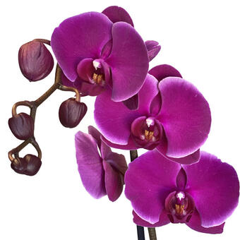 Phalaenopsis 'Joy Ride'