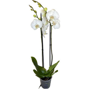 Phalaenopsis 'White World'