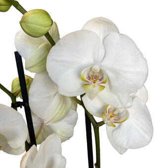 Phalaenopsis 'White World'