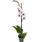 Phalaenopsis 'Red Lip' - 