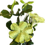 Ceropegia sandersonii - 