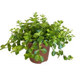 Peperomia rotundifolia - 