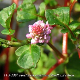 Persicaria runcinata Needham's form