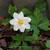 Anemone sylvestris