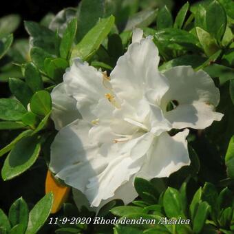 Rhododendron/Azalea