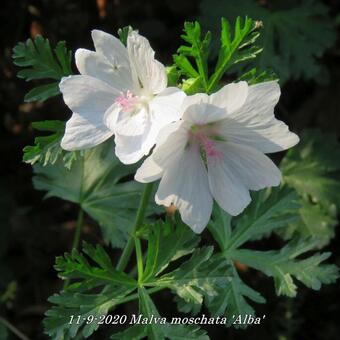 Malva moschata 'Alba'