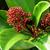 Skimmia