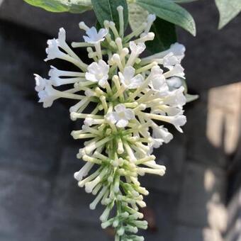 Buddleja 'Argus White'