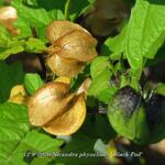 Nicandra physalodes 'Black Pod' - 