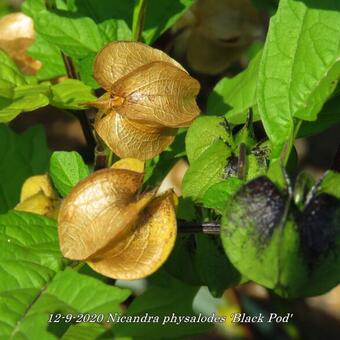 Nicandra physalodes 'Black Pod'