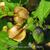 Nicandra physalodes 'Black Pod'